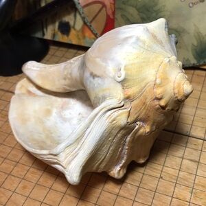 Knobbed Atlantic Whelk Shell Large 7”Lx5”Wx3.75”H 1lb 4.9oz GUC Cream White Grey